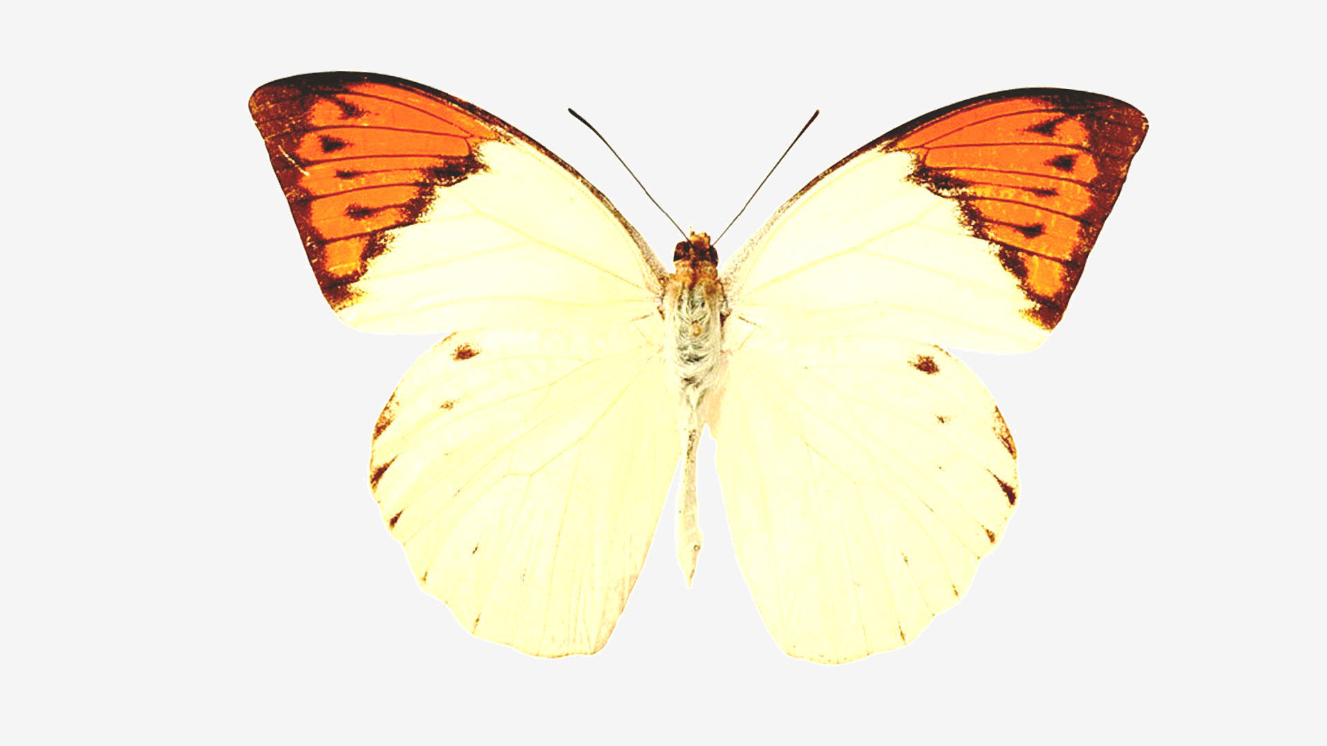 Butterflies butterfly Low-poly 3D model_9
