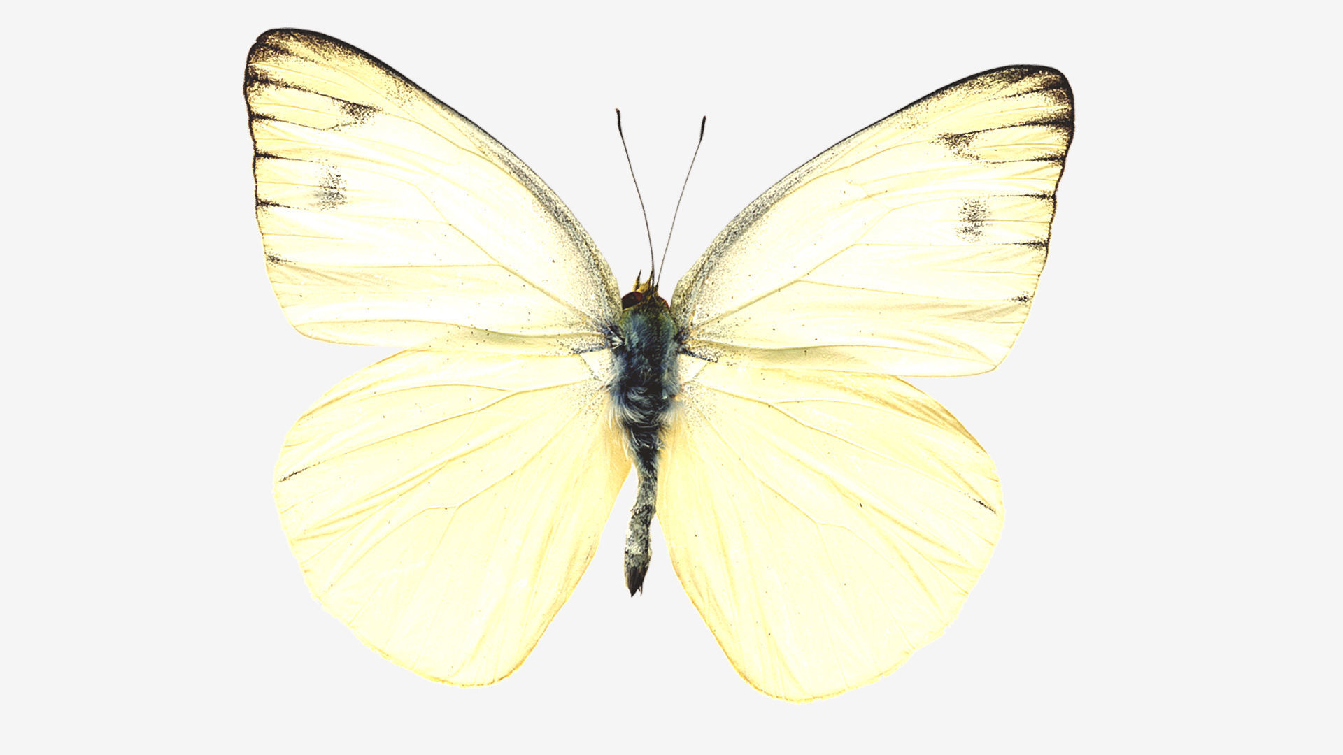 Butterflies butterfly Low-poly 3D model_8