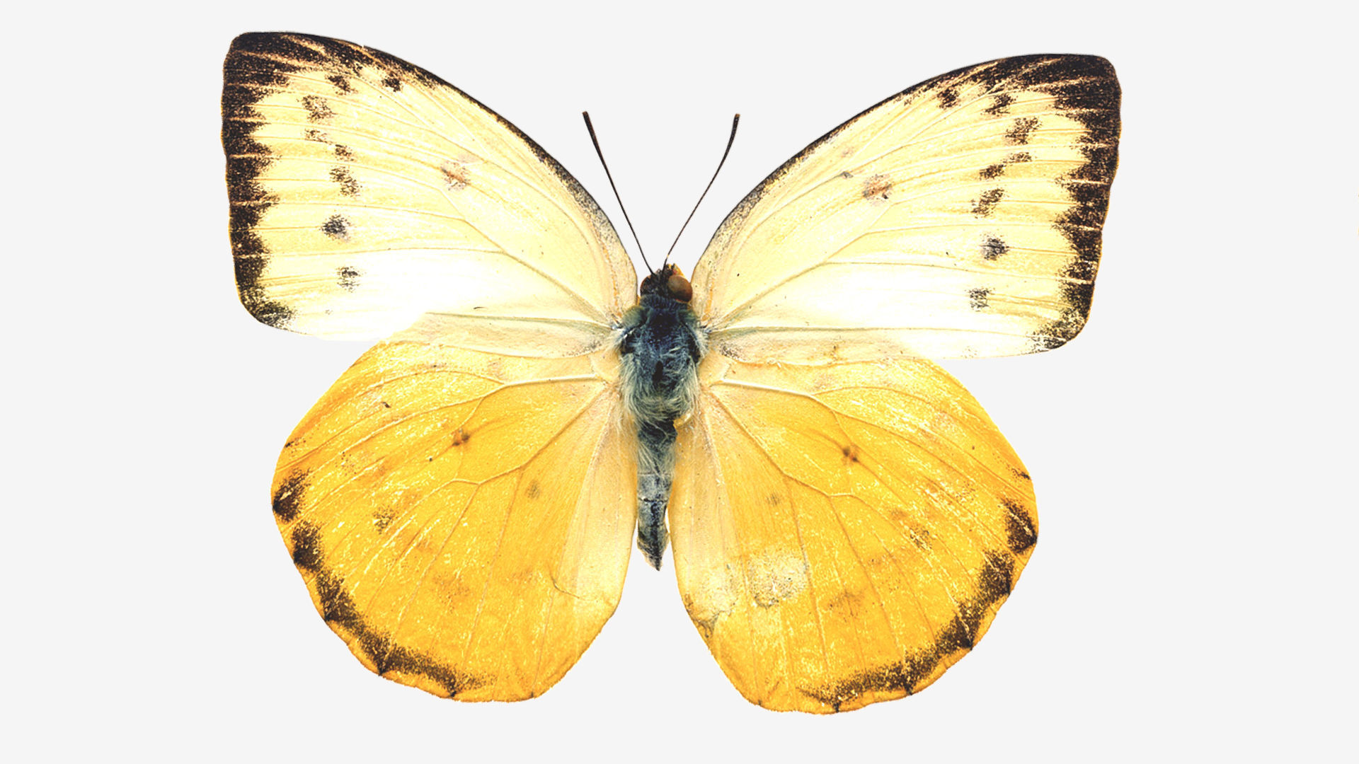 Butterflies butterfly Low-poly 3D model_5