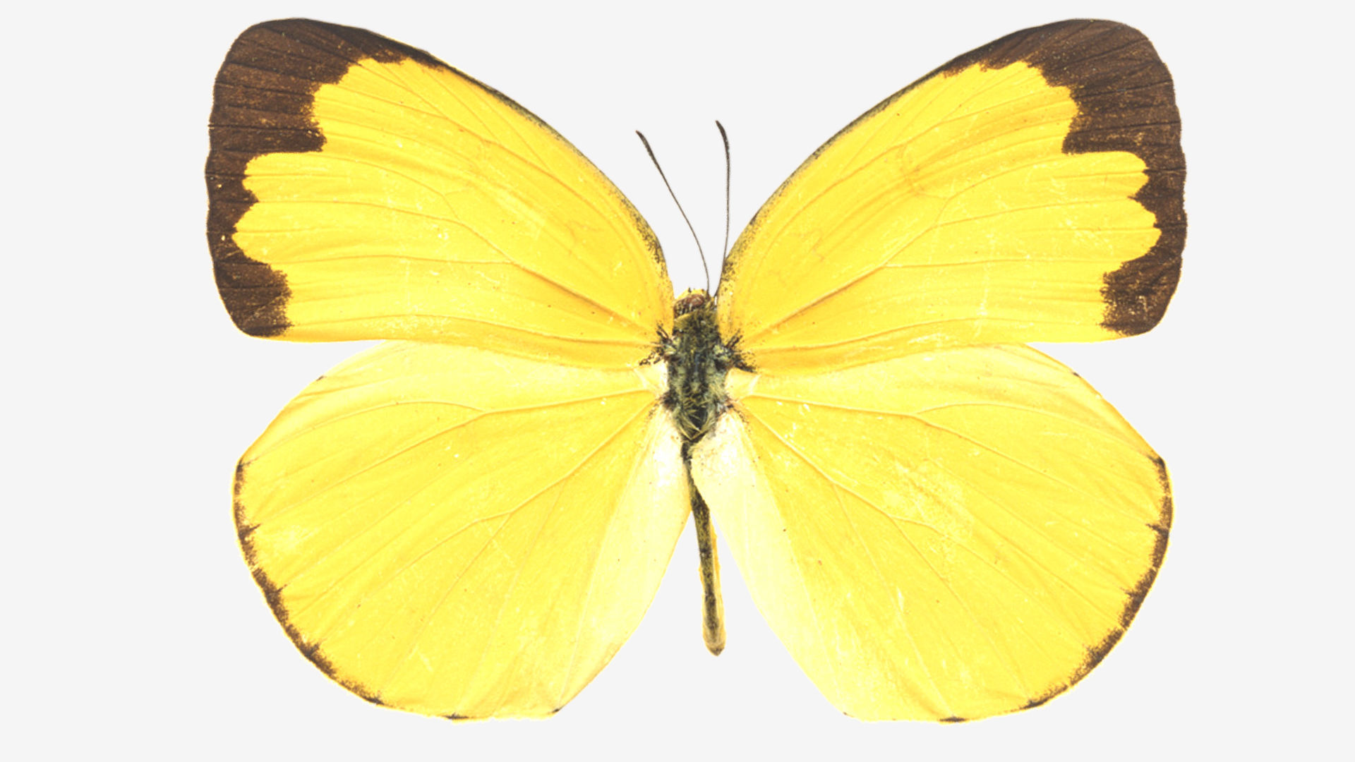 Butterflies butterfly Low-poly 3D model_4