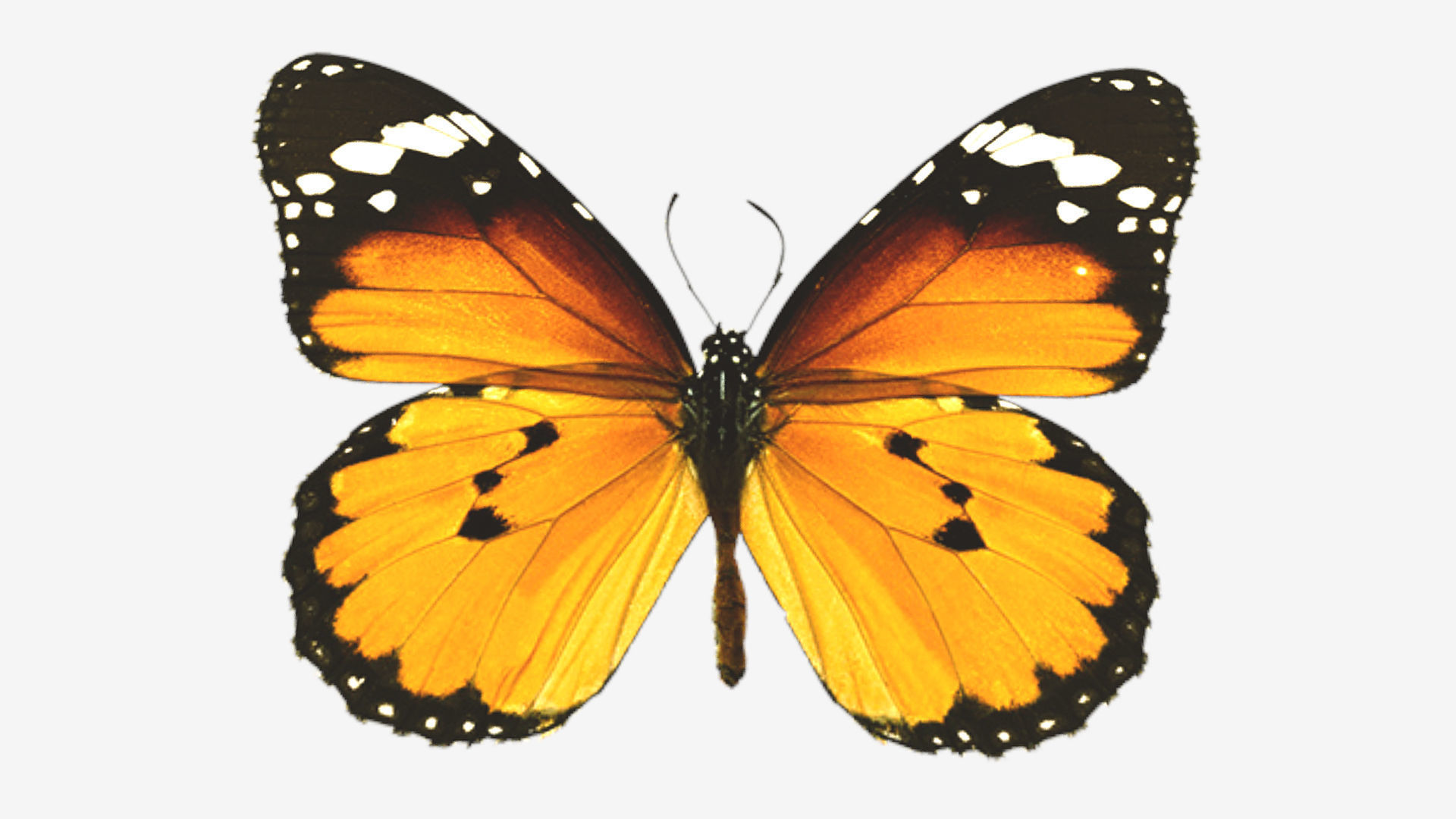 Butterflies butterfly Low-poly 3D model_3