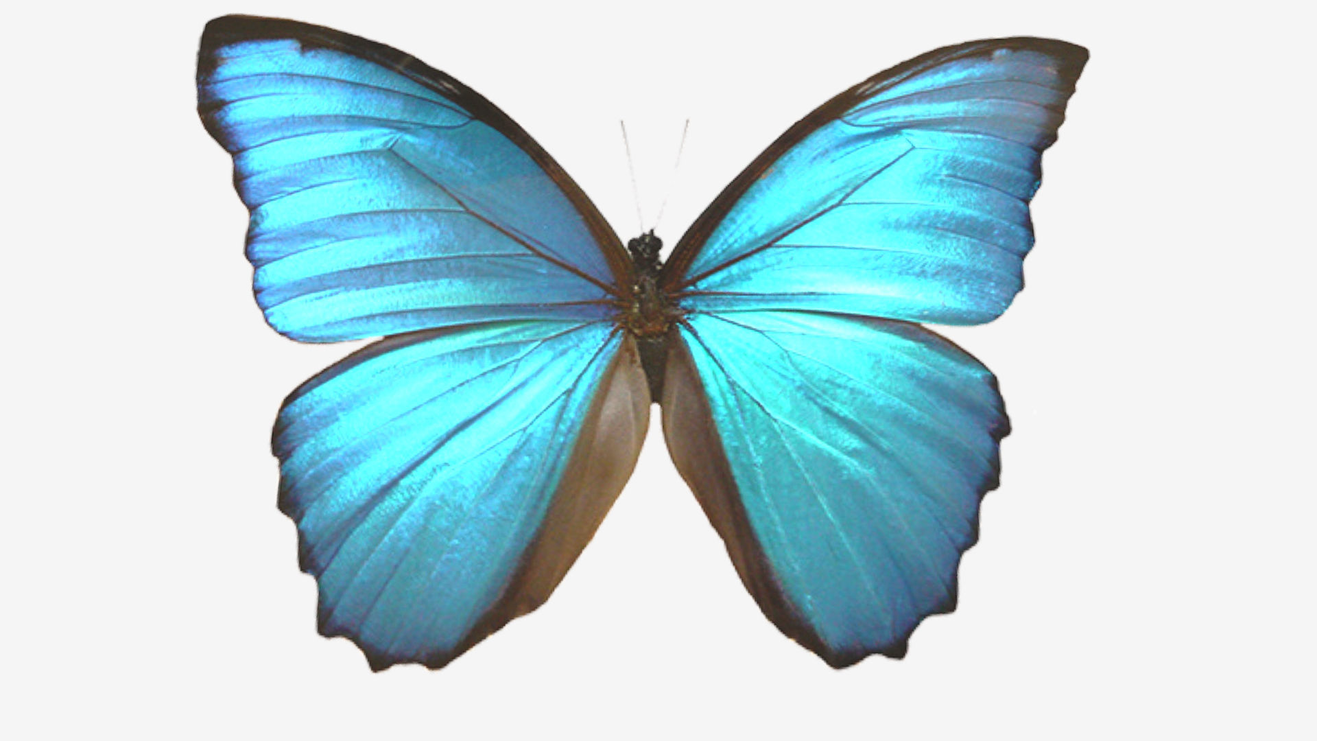Butterflies butterfly Low-poly 3D model_2