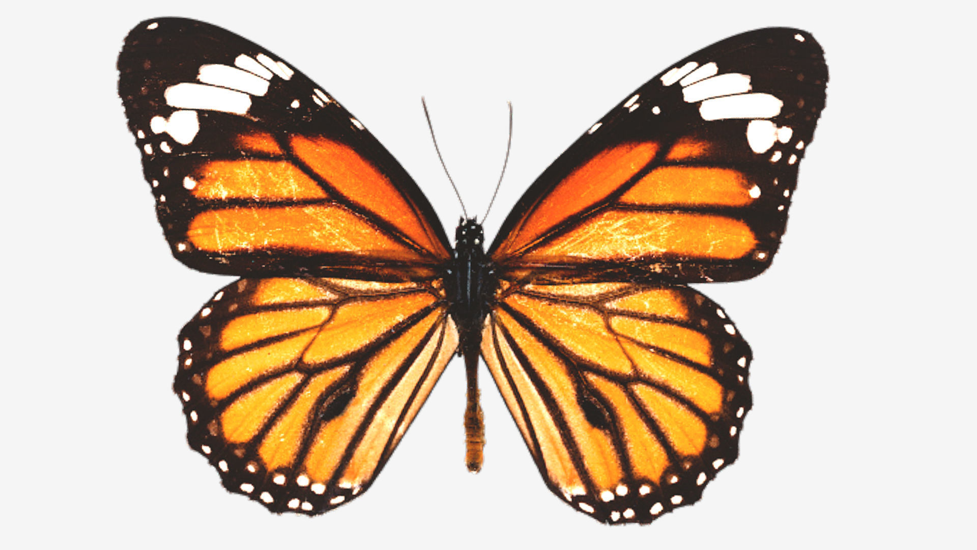 Butterflies butterfly Low-poly 3D model_7