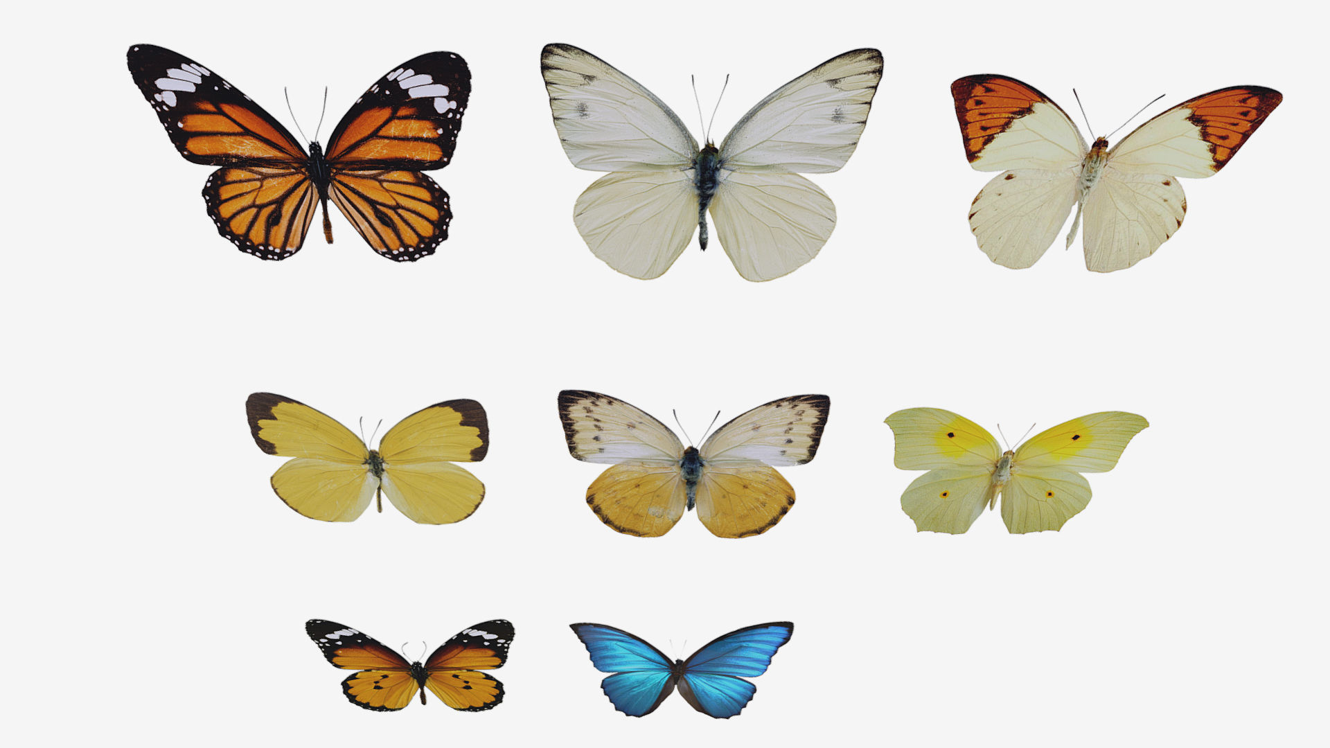 Butterflies butterfly Low-poly 3D model_1