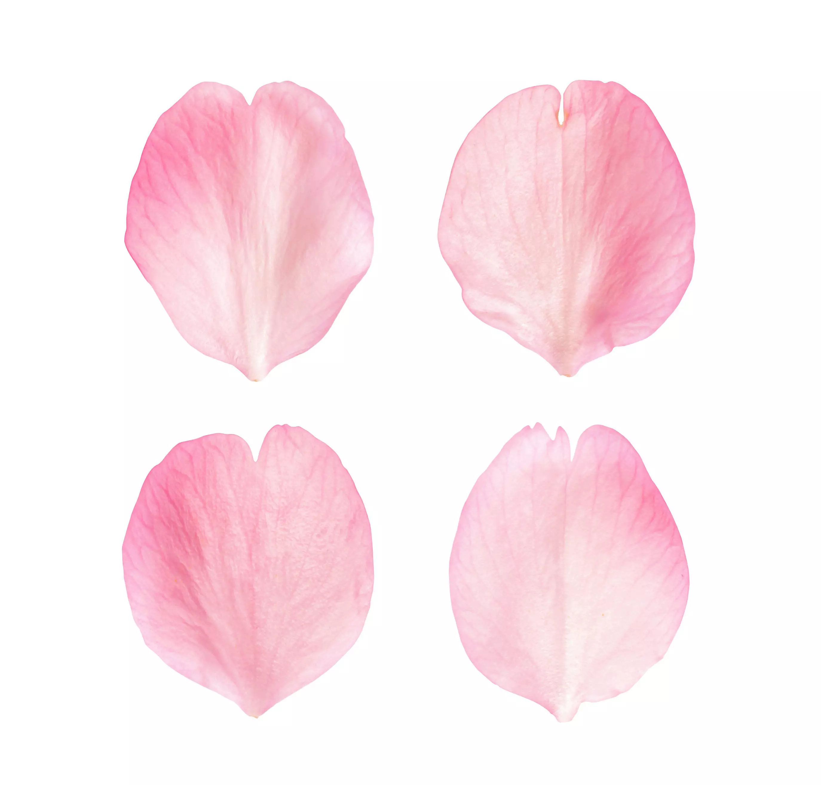 Flying Petals Pack  Low-poly 3D model_0