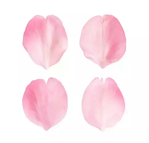 Flying Petals Pack  Low-poly 3D model