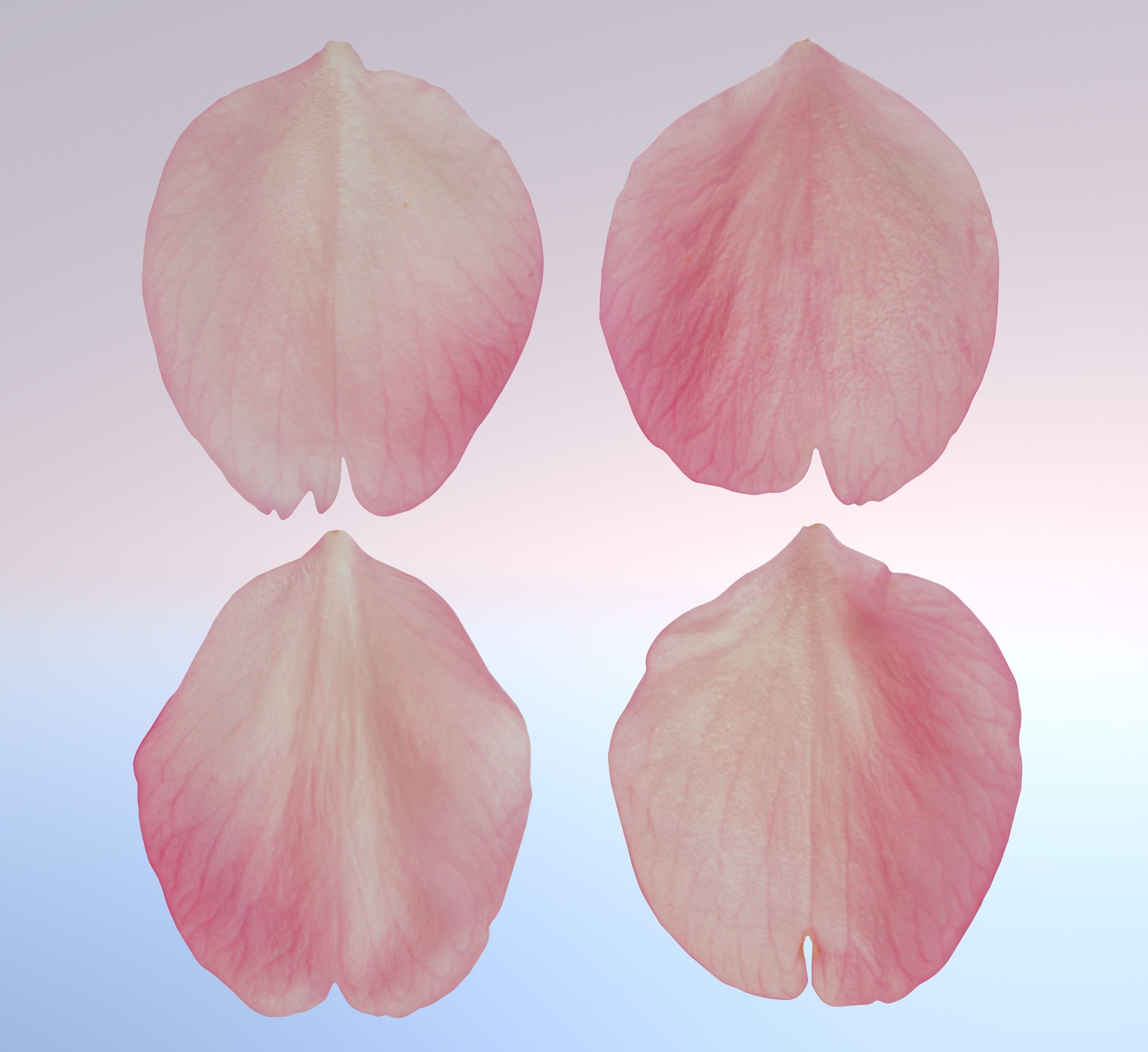 Flying Petals Pack  Low-poly 3D model_6