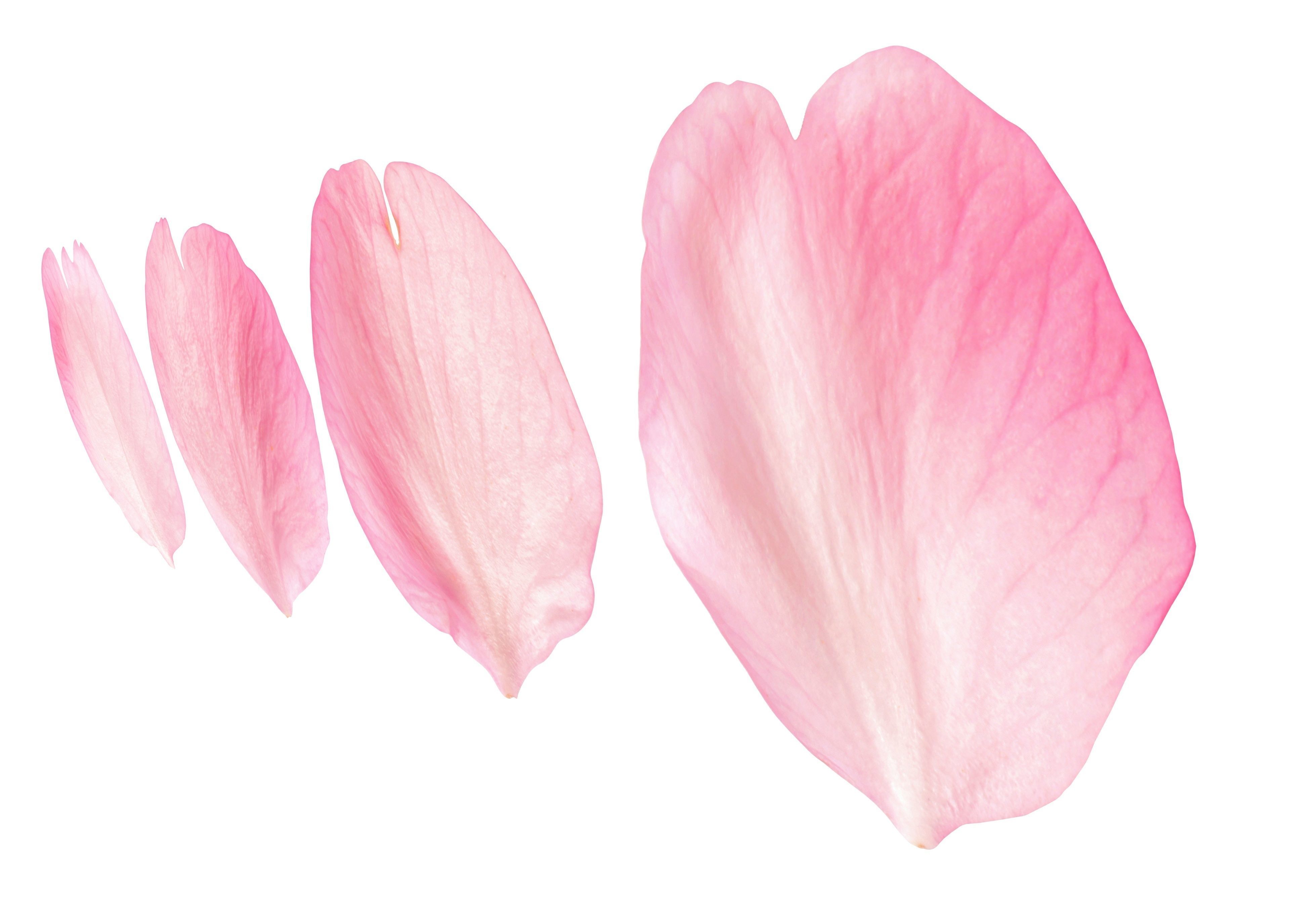 Flying Petals Pack  Low-poly 3D model_3
