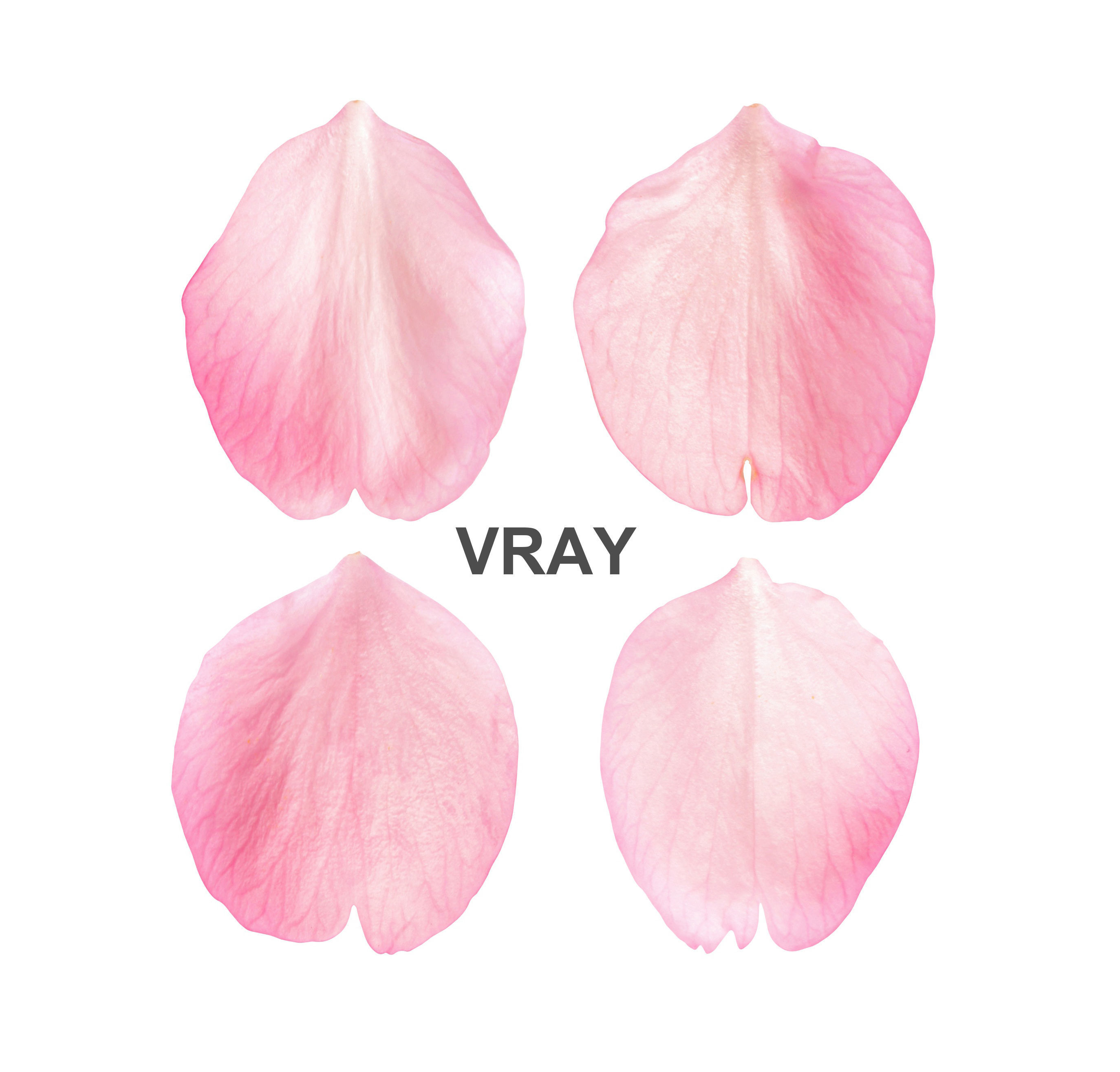 Flying Petals Pack  Low-poly 3D model_1