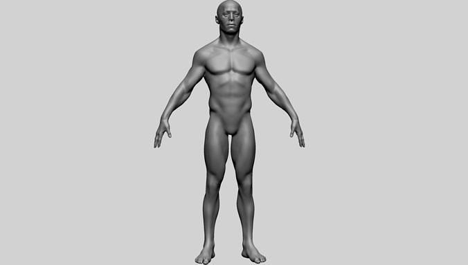 Base Male Anatomy A 3D model
