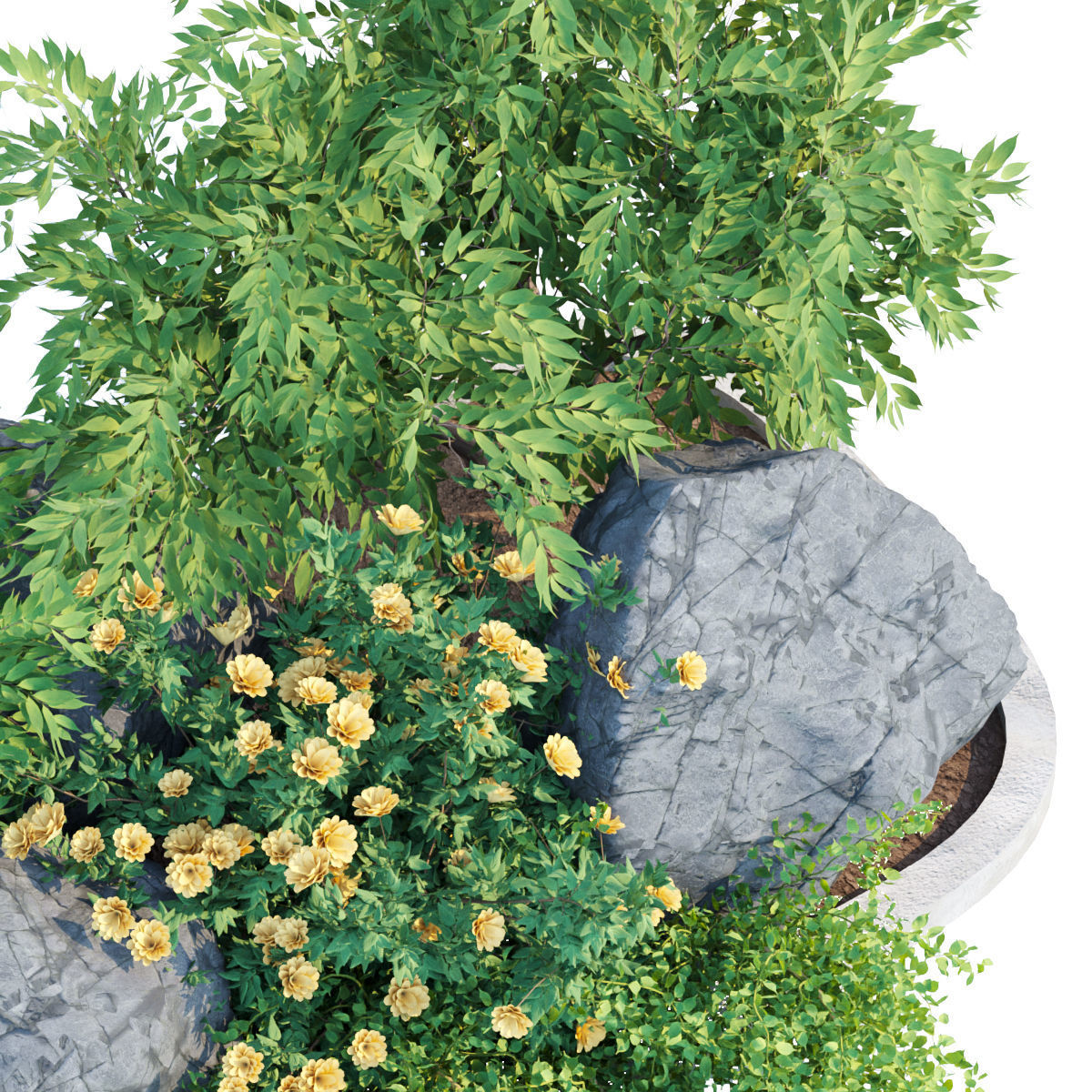 garden plants collection vol 57 3D model_3