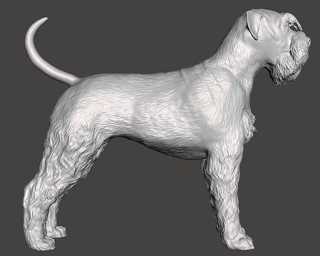 RiesinSchnauzer schnauzer dog 3D model