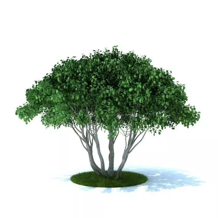 Leaf Tree 3D model_0