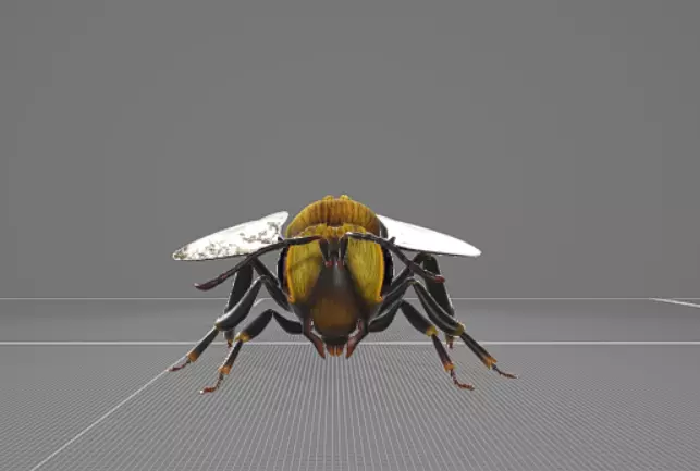 Bee Animation 3D model_0