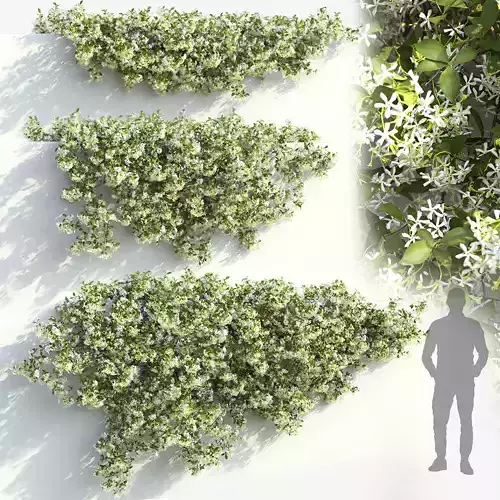 Jasminum creeping 01 3D model