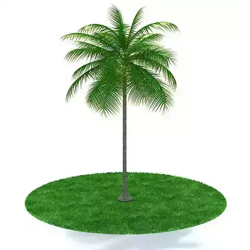 Green Palm Tree