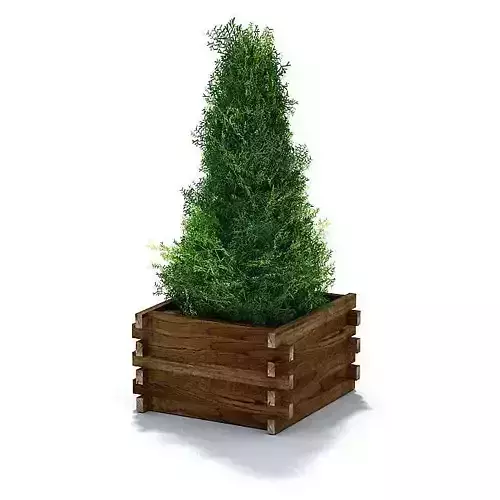Evergreen Shrub In Weathered Lumber Planter 3D model