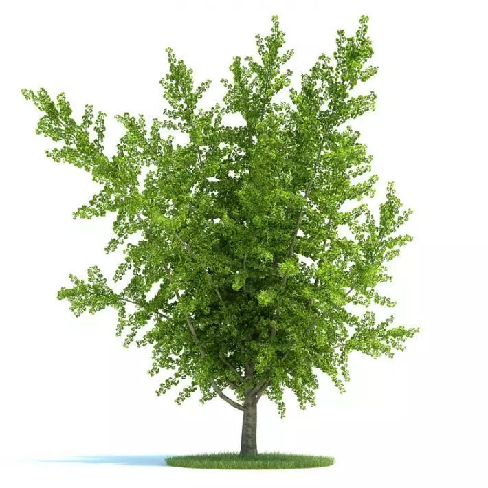Ginkgo Biloba Plant 3D model_0