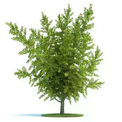 Ginkgo Biloba Plant 3D model