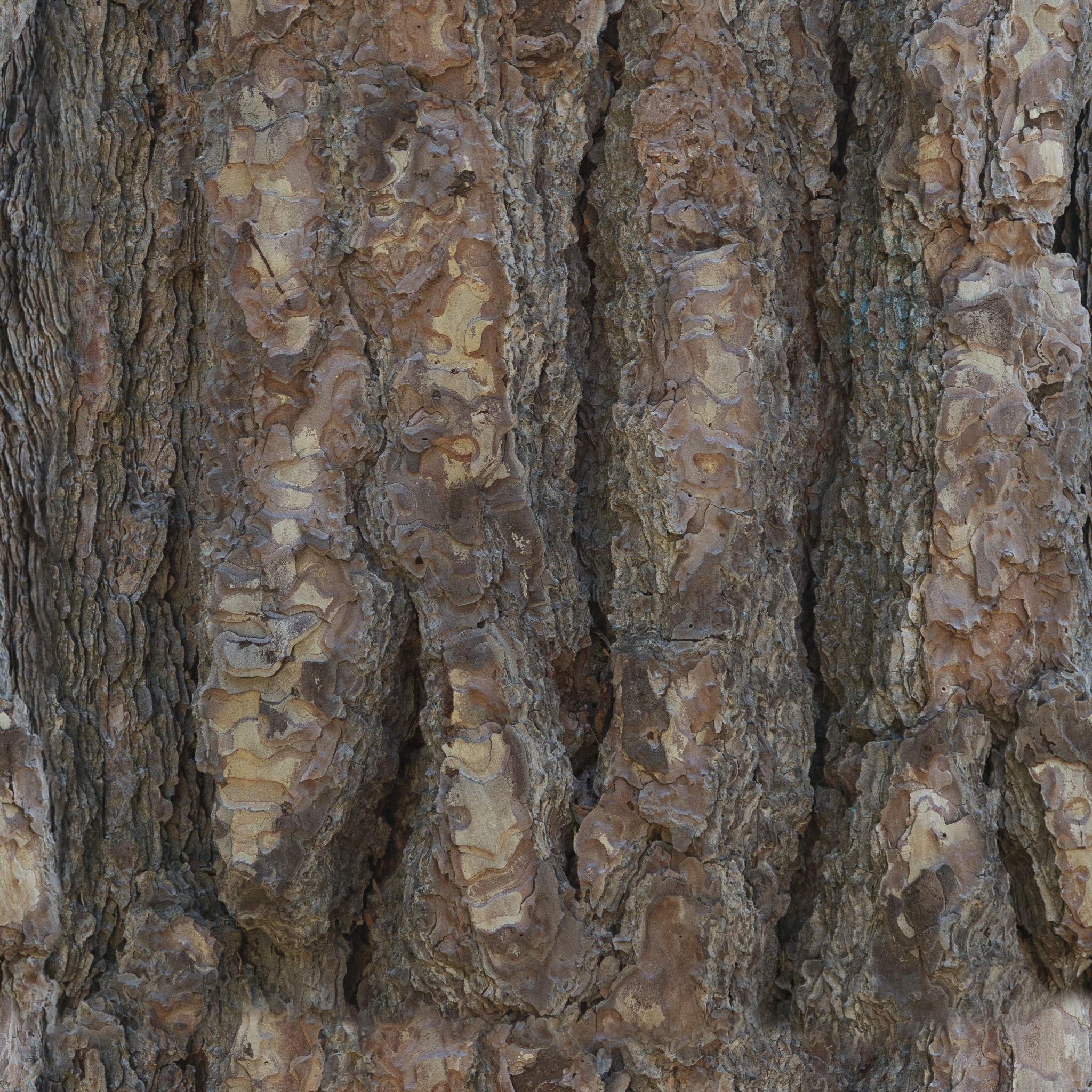 Bark 8 walnut Texture_3