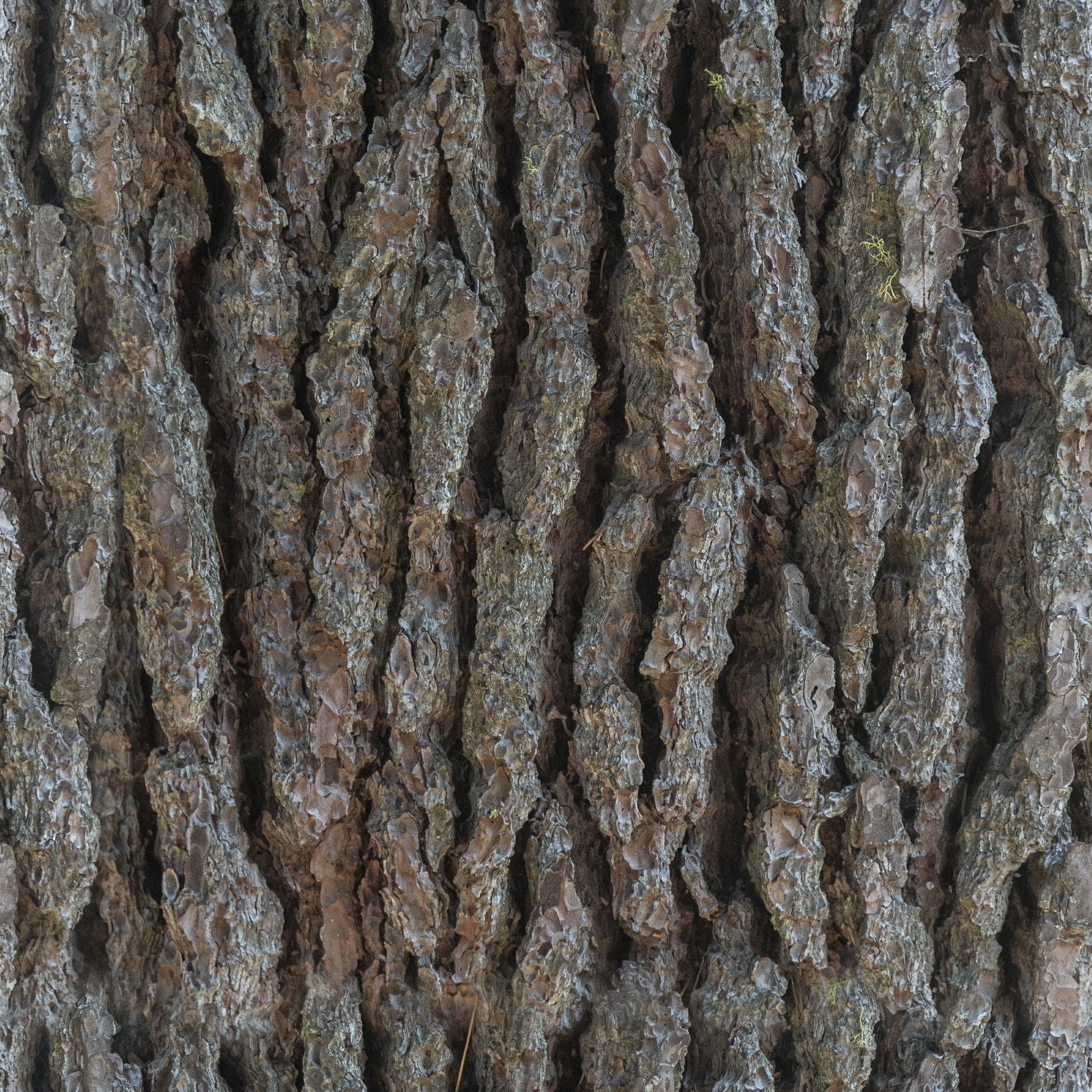 Bark 10 Texture_3