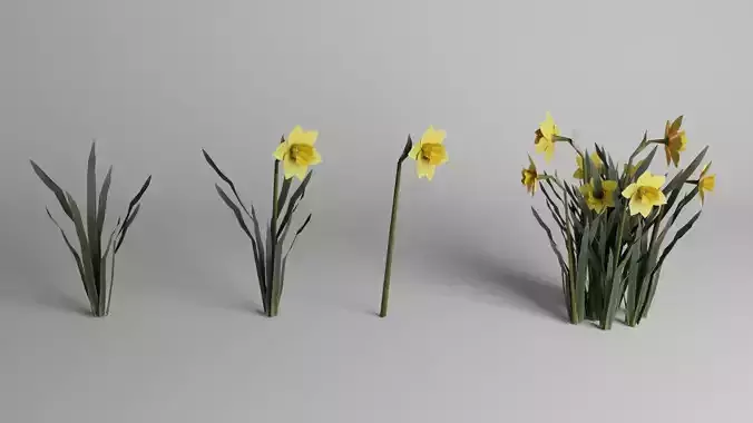 Daffodil Spring Flower  
