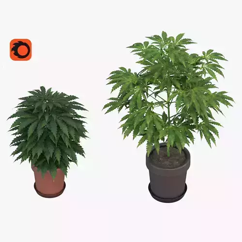 Two marijuana plants 3D model
