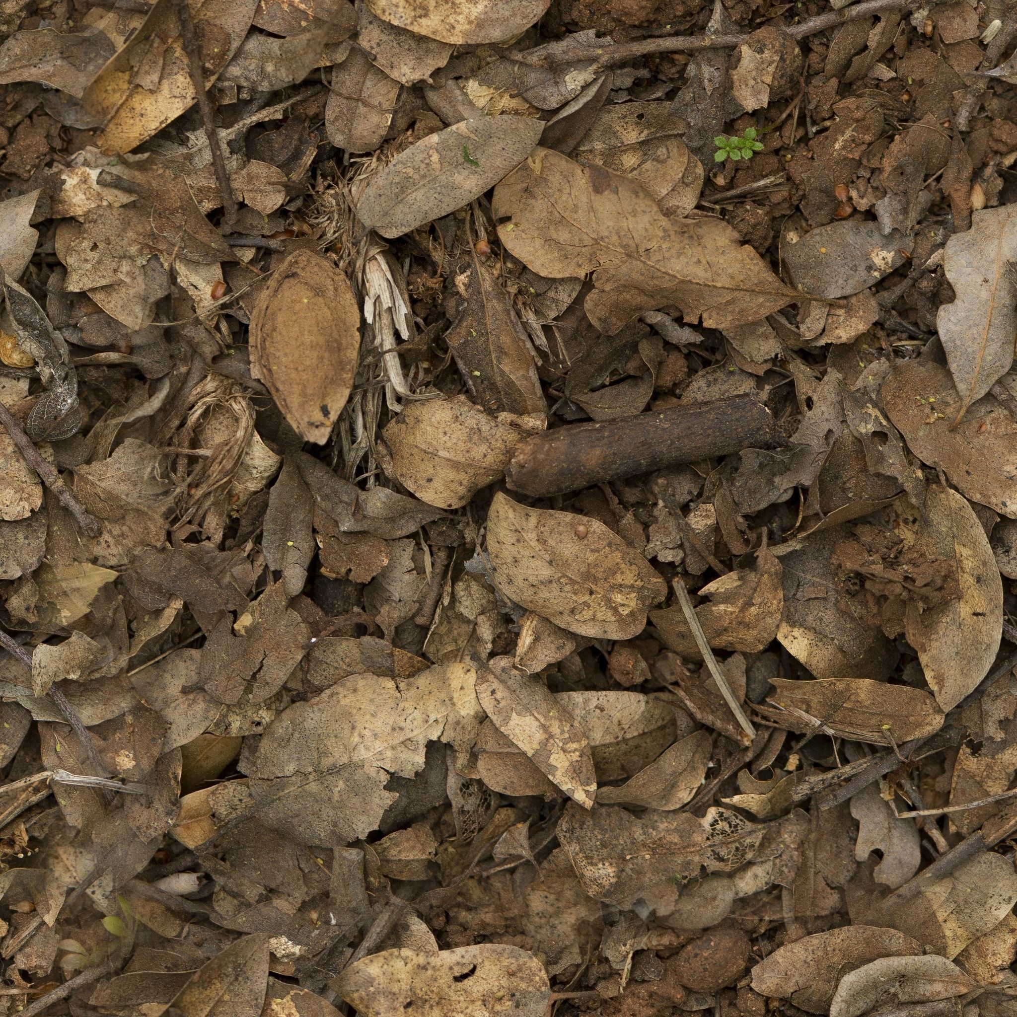 Leaves 4 egg Texture_3