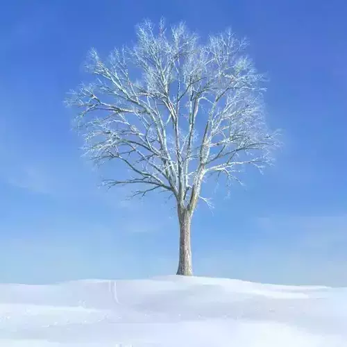 Snow Covered Tree 3D model Snow Covered Tree 3D model