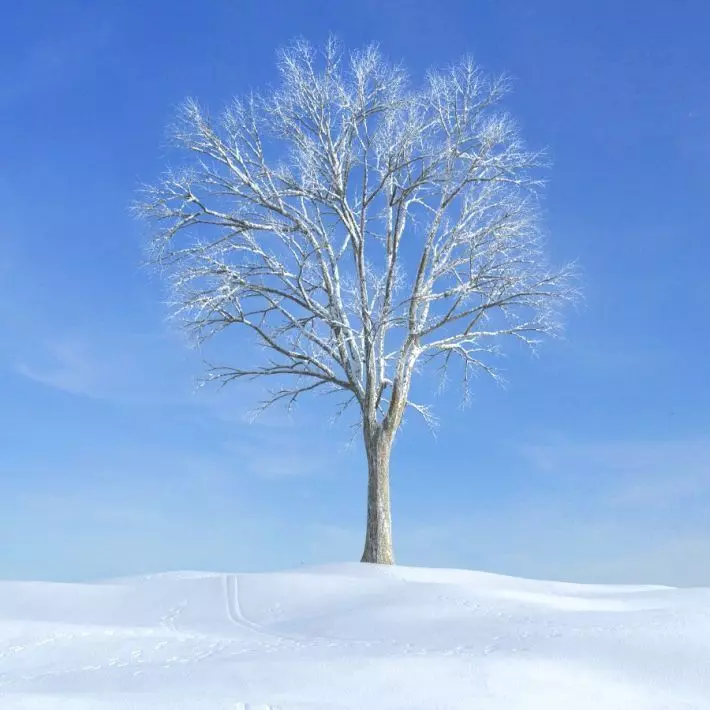 Snow Covered Tree 3D model_0
