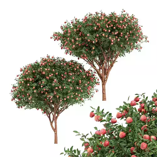 2 fruit trees apple