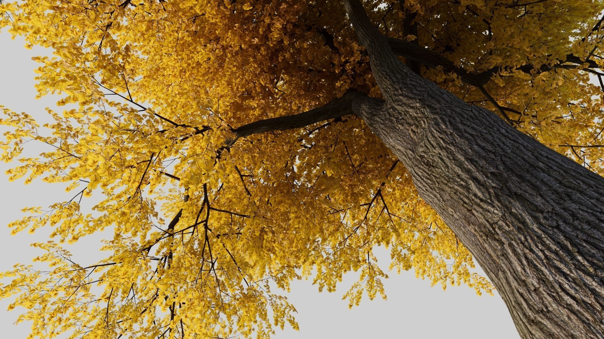 Gingko willow tree with leaves 3D model_4