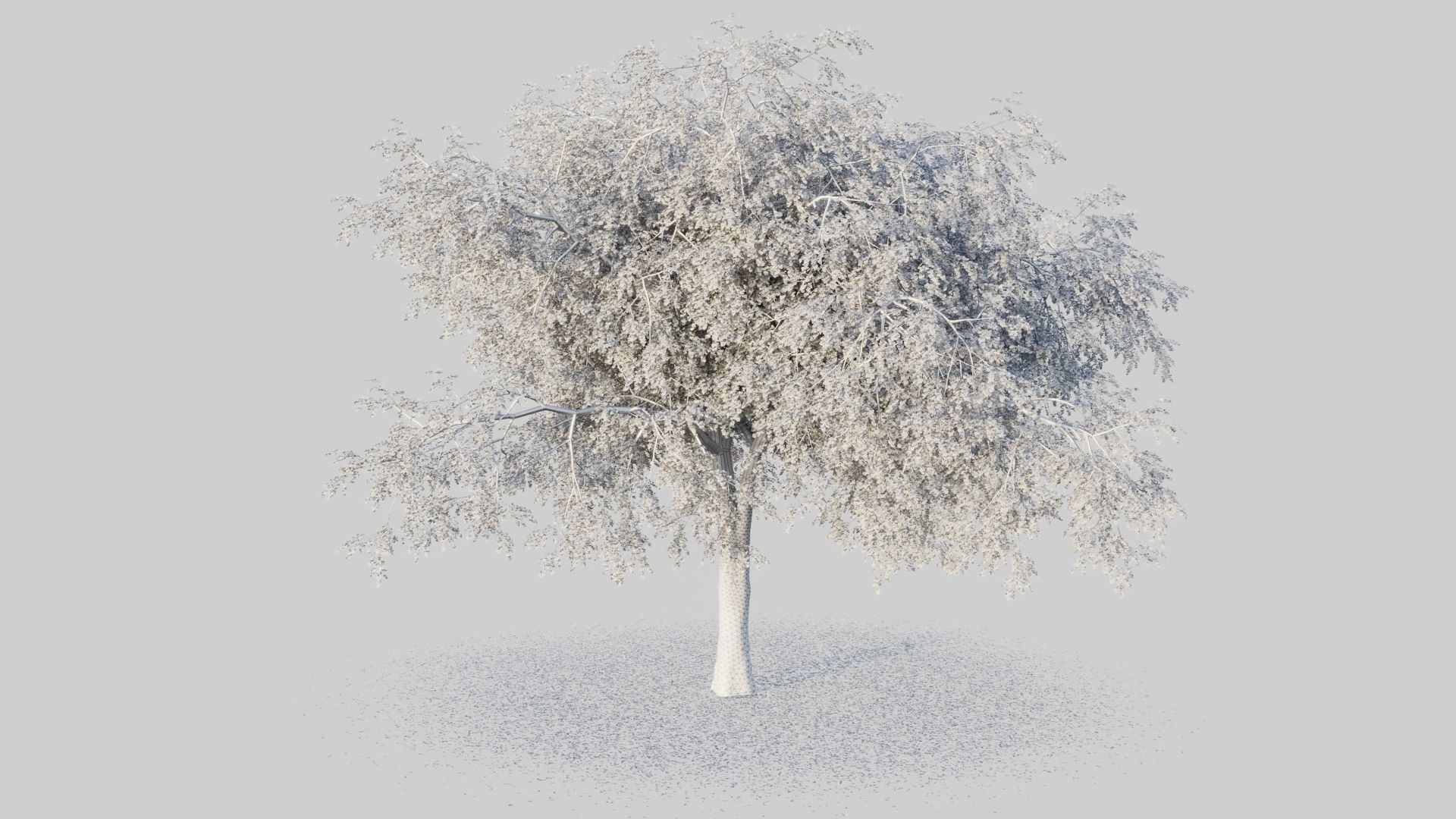 Gingko willow tree with leaves 3D model_6