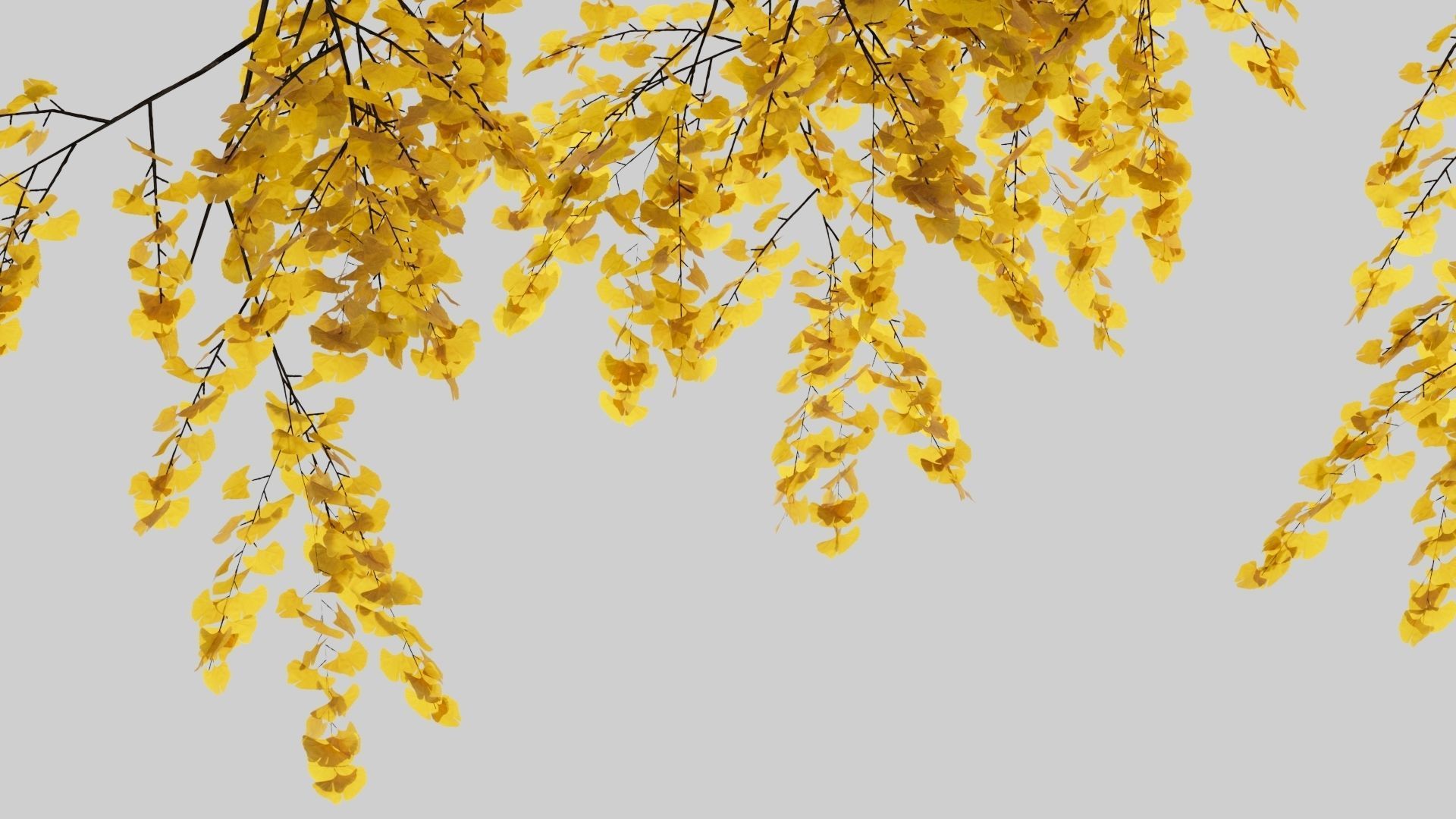 Gingko willow tree with leaves 3D model_2