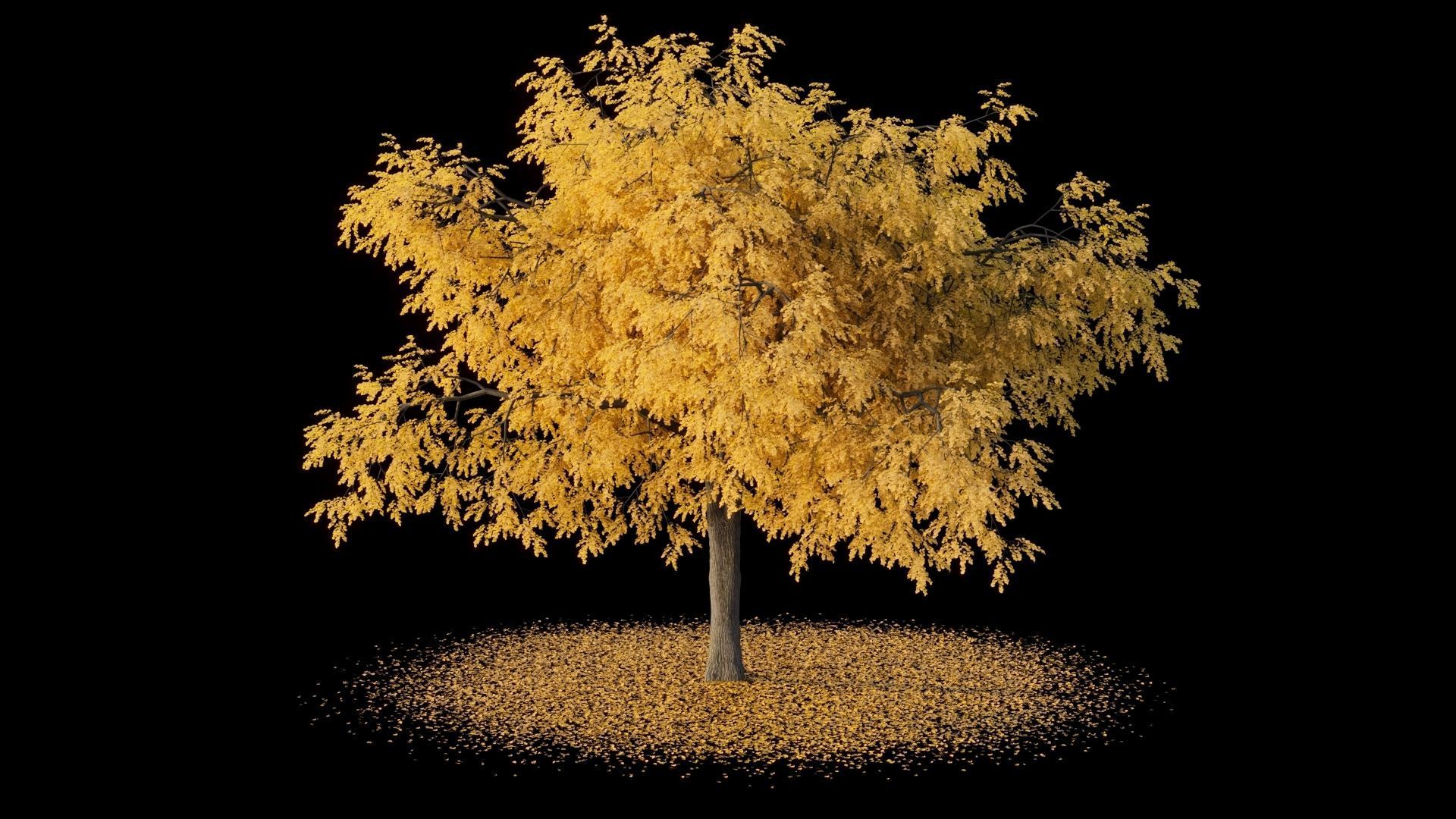 Gingko willow tree with leaves 3D model_5