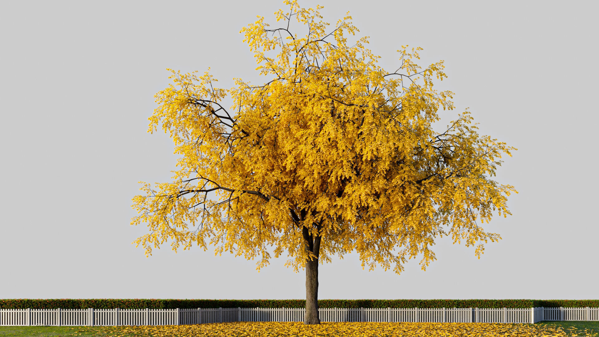 Gingko willow tree with leaves 3D model_1