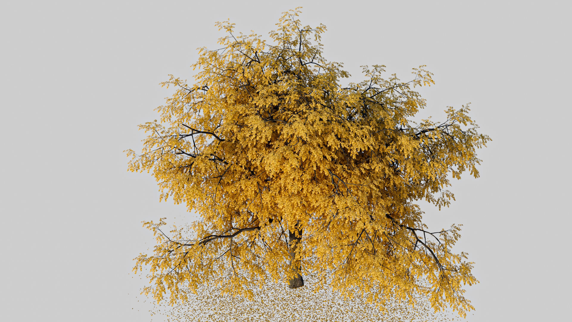 Gingko willow tree with leaves 3D model_3