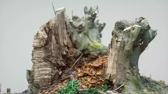 RAW SCAN Tree Stump 2