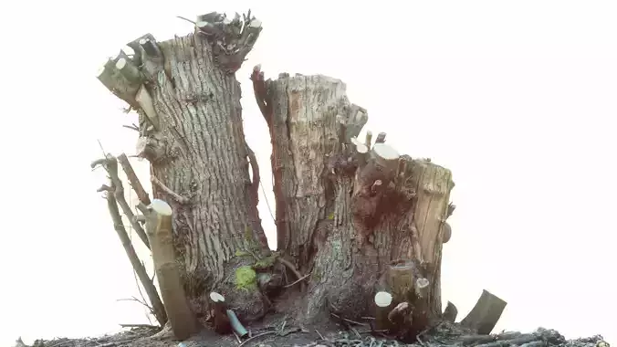 RAW SCAN Tree Stump 1 3D model