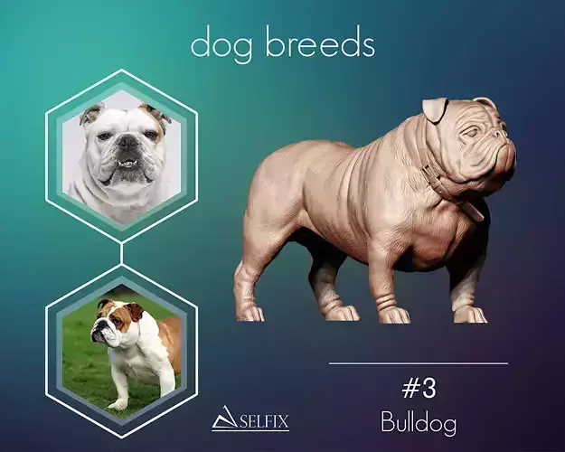 Bulldog model
