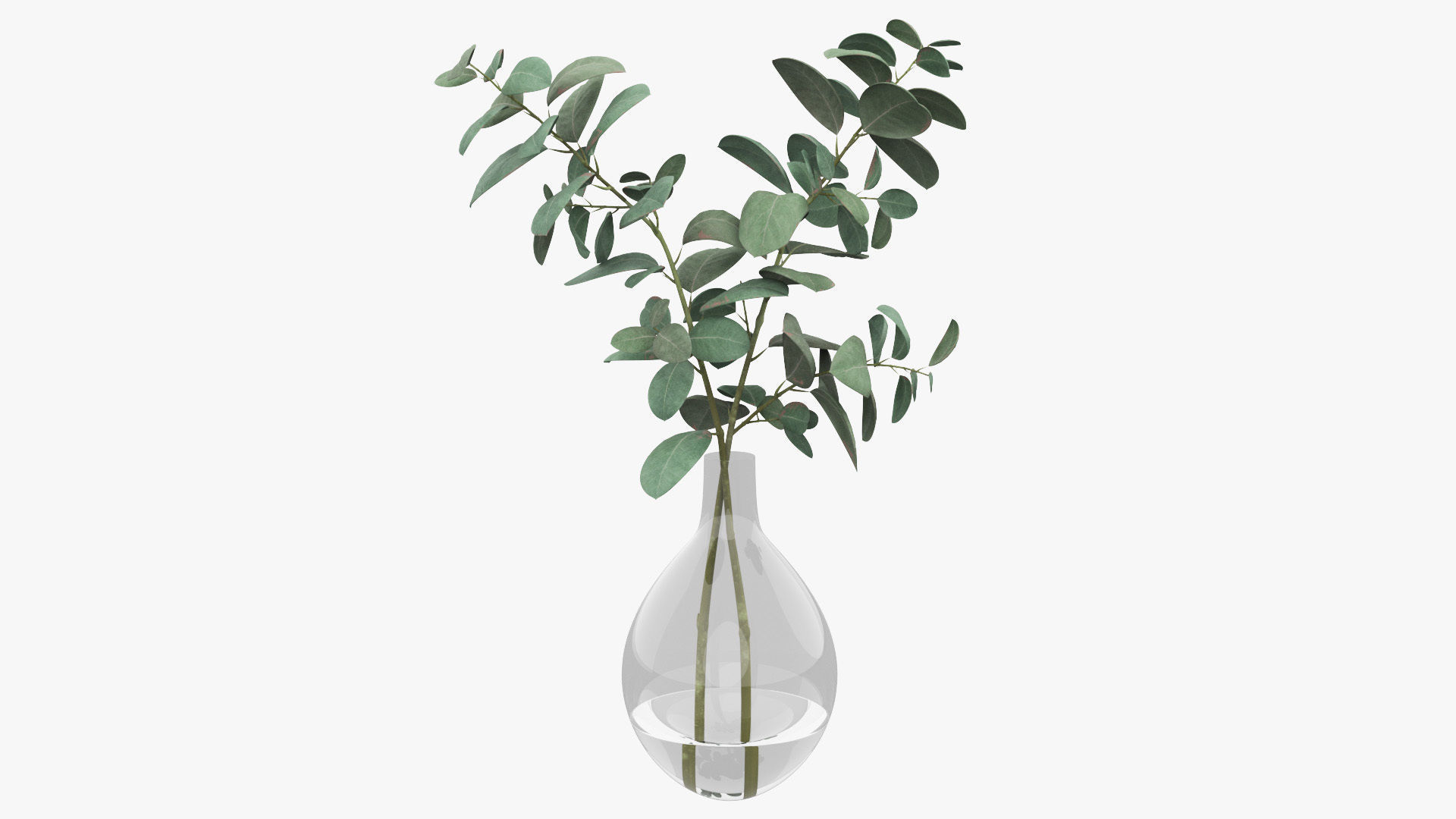 Eucalyptus Pot Plant Low-poly 3D model_23