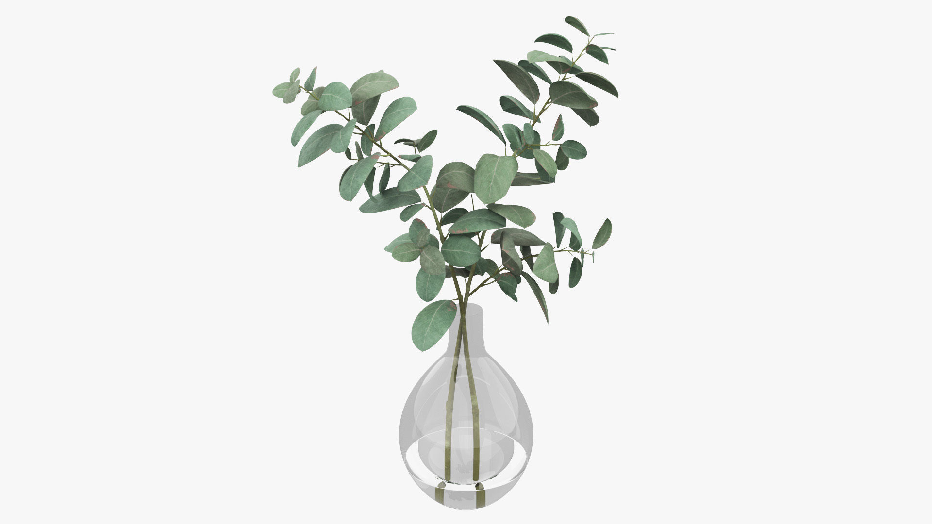 Eucalyptus Pot Plant Low-poly 3D model_7