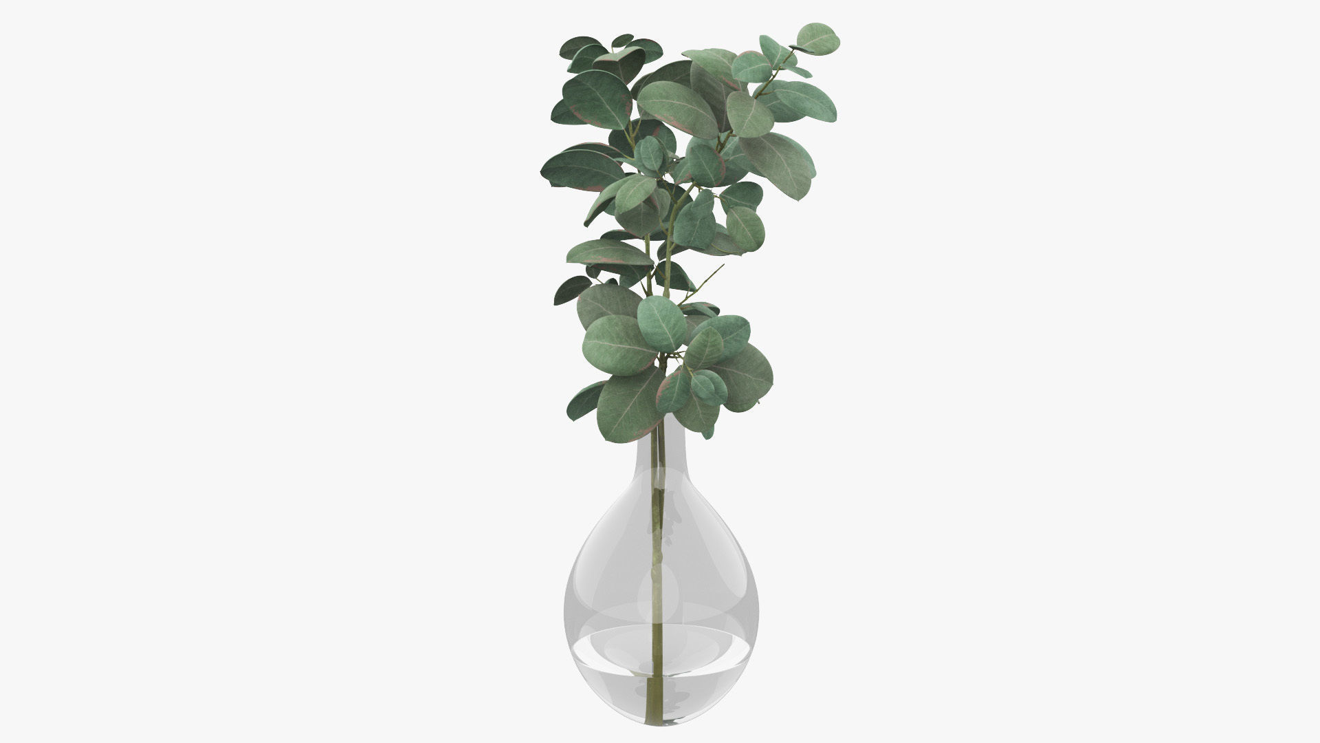Eucalyptus Pot Plant Low-poly 3D model_32