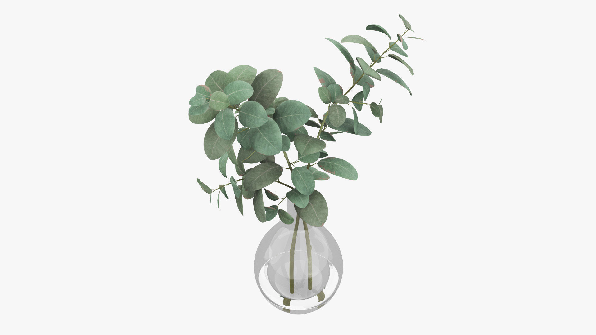 Eucalyptus Pot Plant Low-poly 3D model_4