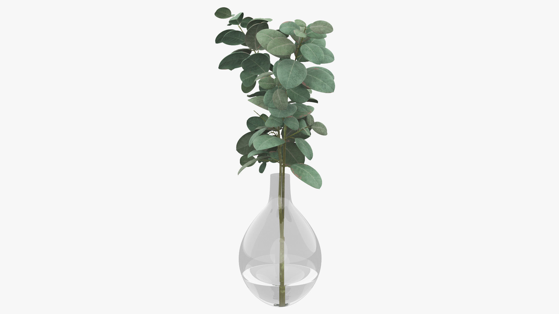 Eucalyptus Pot Plant Low-poly 3D model_26
