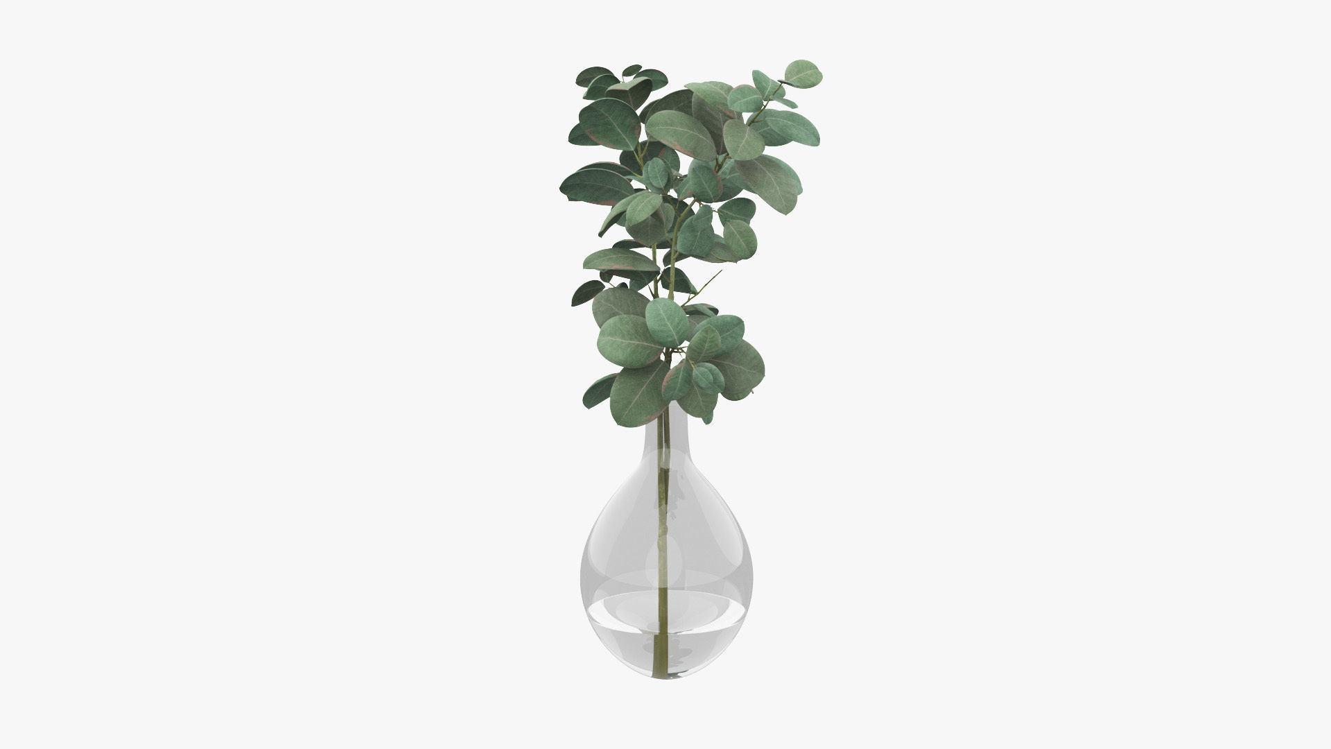 Eucalyptus Pot Plant Low-poly 3D model_3