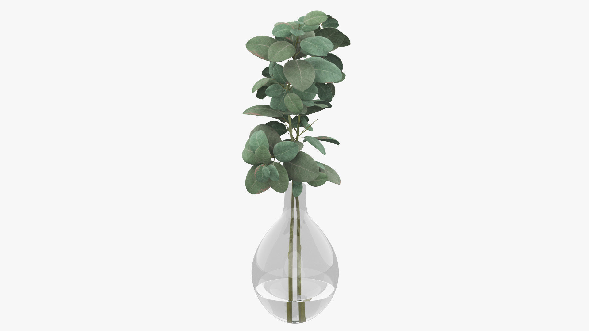 Eucalyptus Pot Plant Low-poly 3D model_31