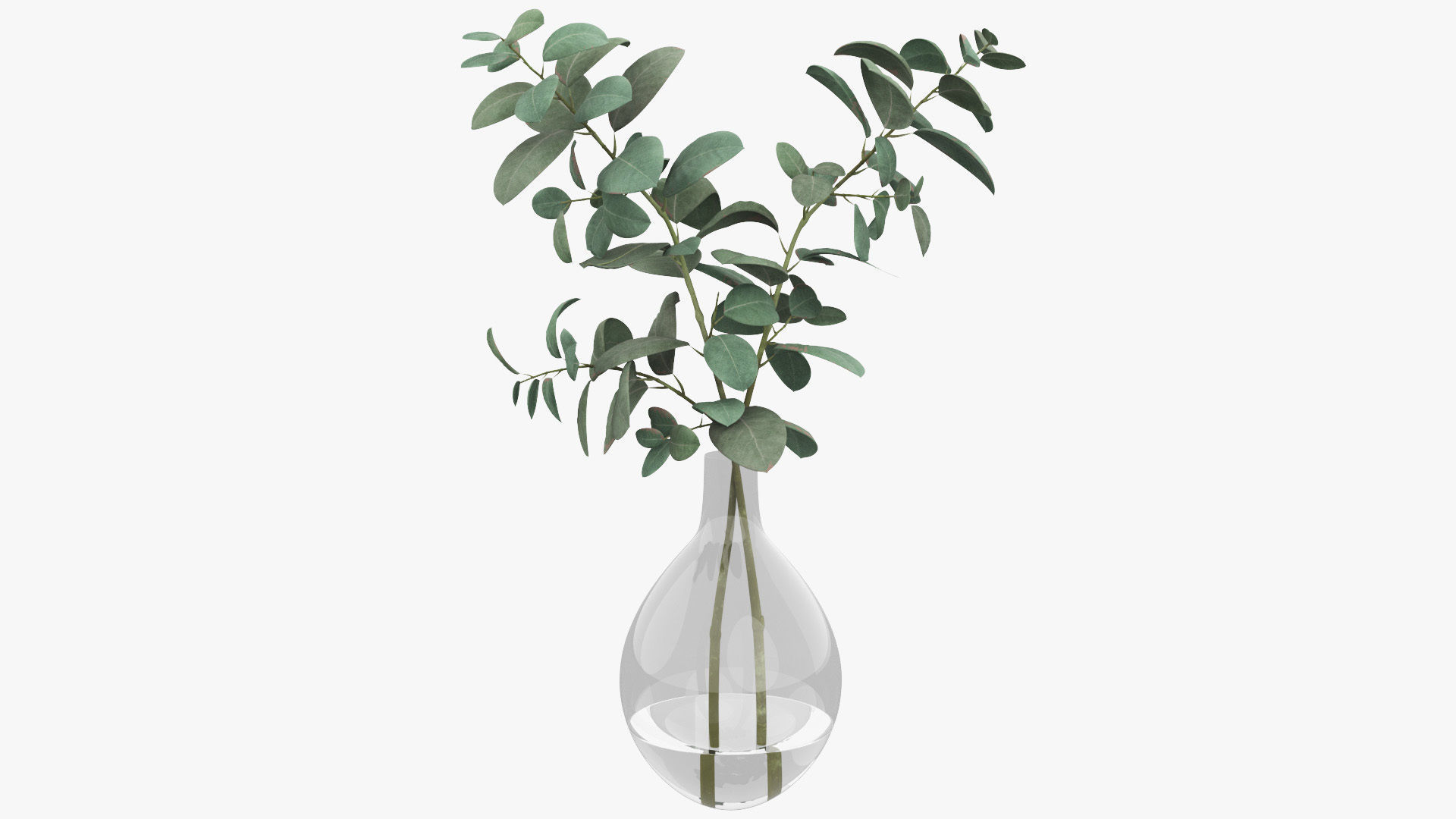 Eucalyptus Pot Plant Low-poly 3D model_1