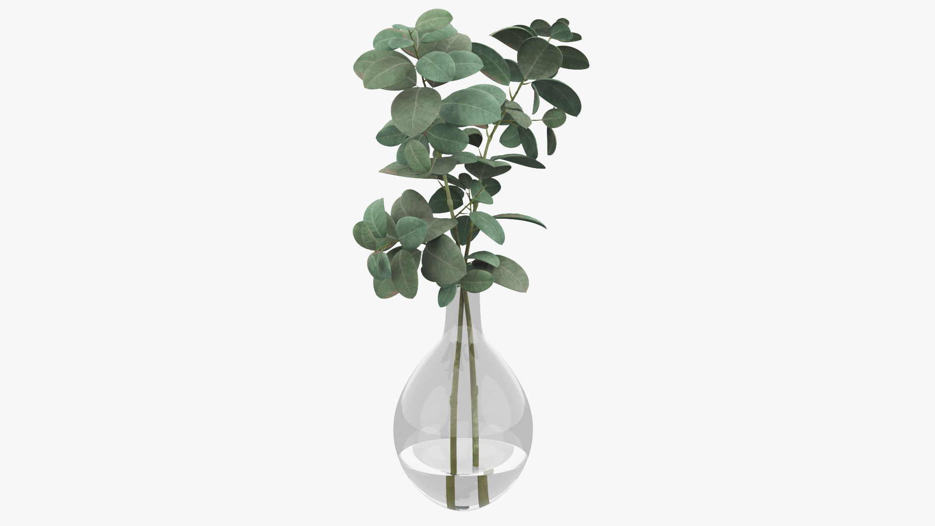 Eucalyptus Pot Plant Low-poly 3D model_8