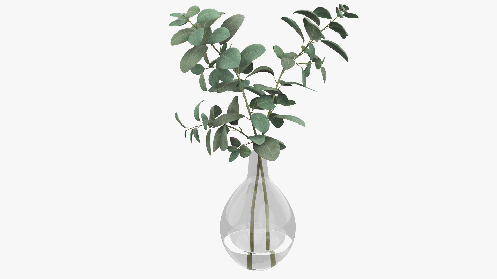 Eucalyptus Pot Plant Low-poly 3D model_9